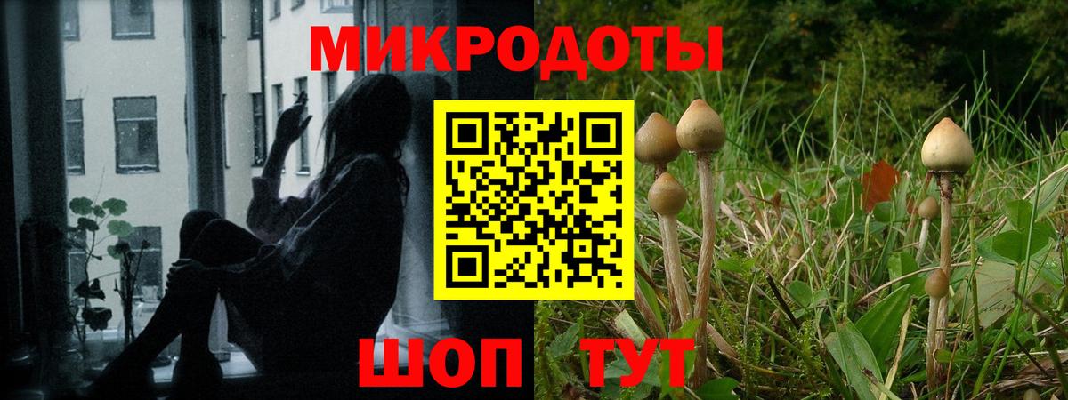 Псилоцибиновые грибы Psilocybine cubensis Кызыл
